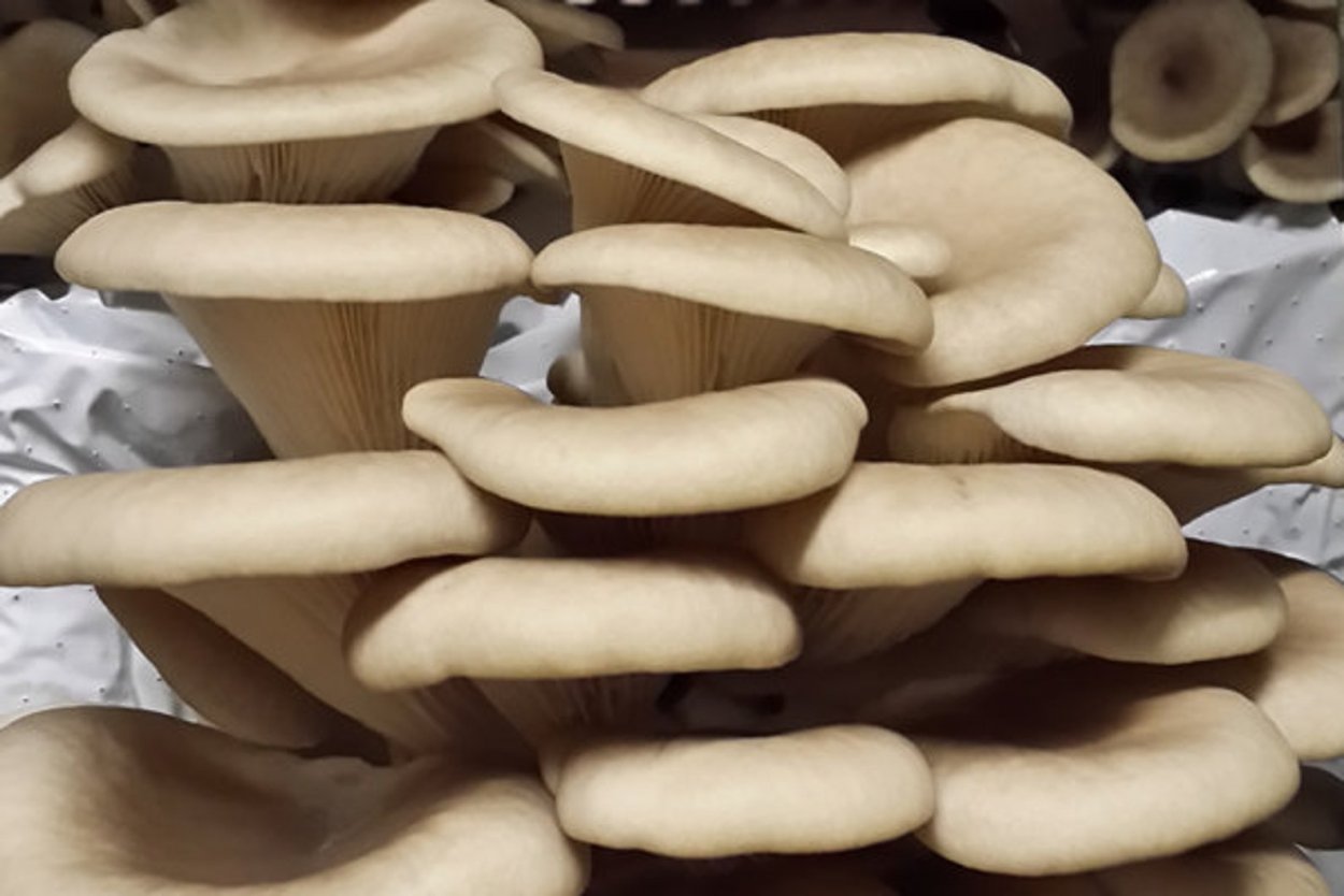 Мицелий вешенка обыкновенная