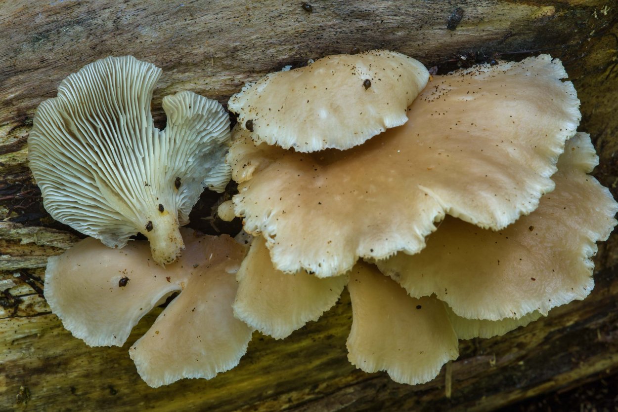 Гриб легочная вешенка