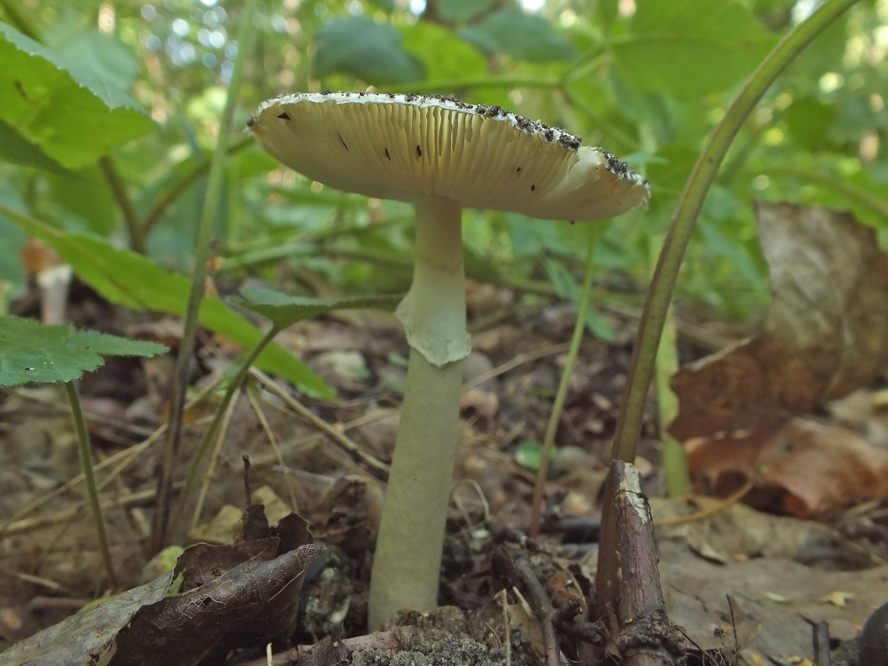 Поганки с губчатой шляпкой