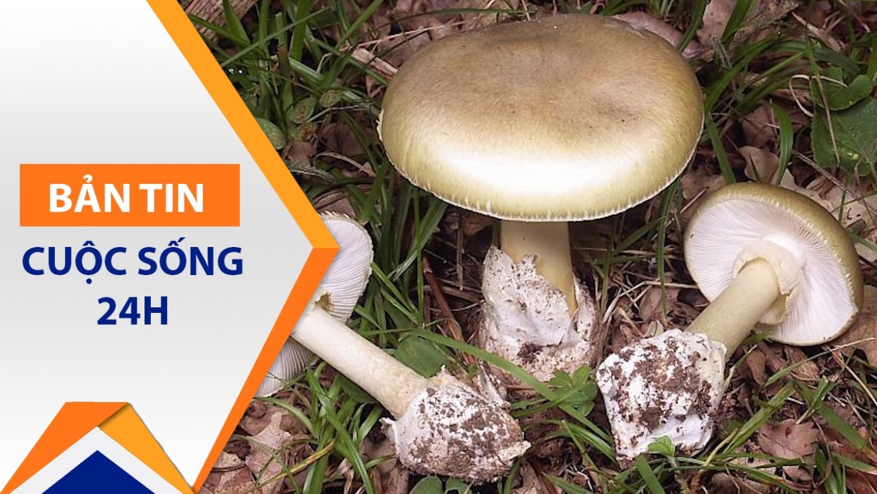 Грибы двойники двойник двойник шампиньон