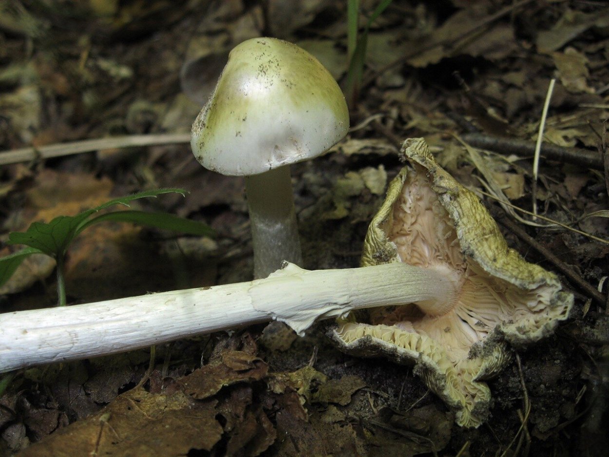 Бледная поганка на Урале