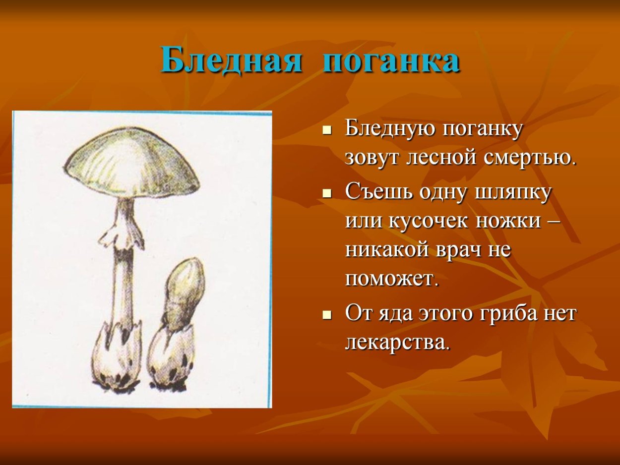 Яд бледной поганки