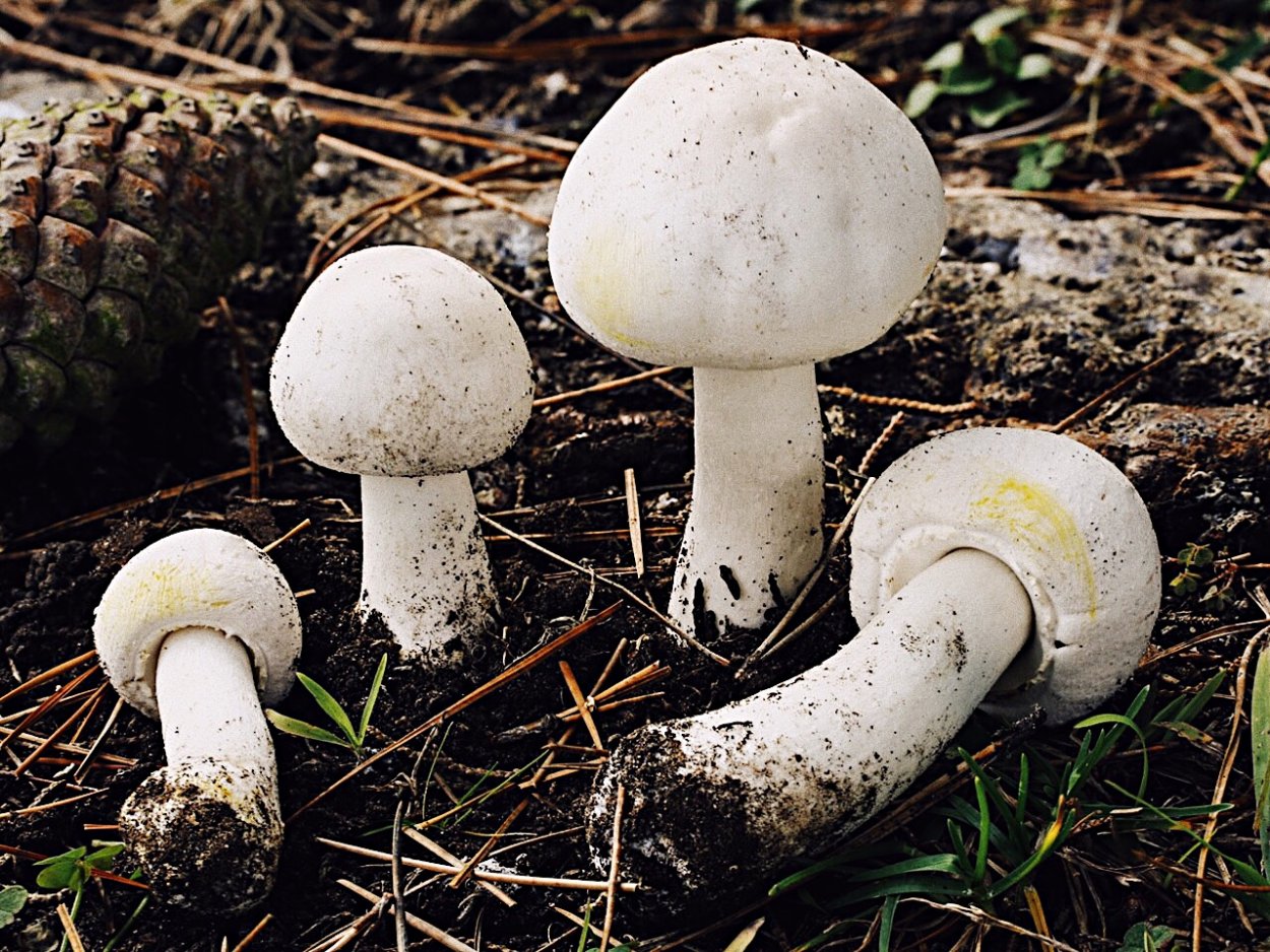 Шампиньон Эссета (Agaricus essettei)