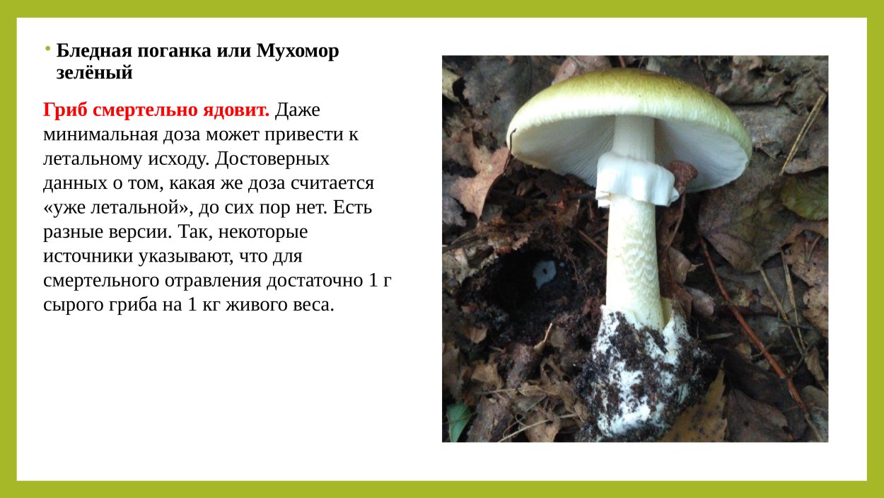 Бледная поганка шляпка снизу