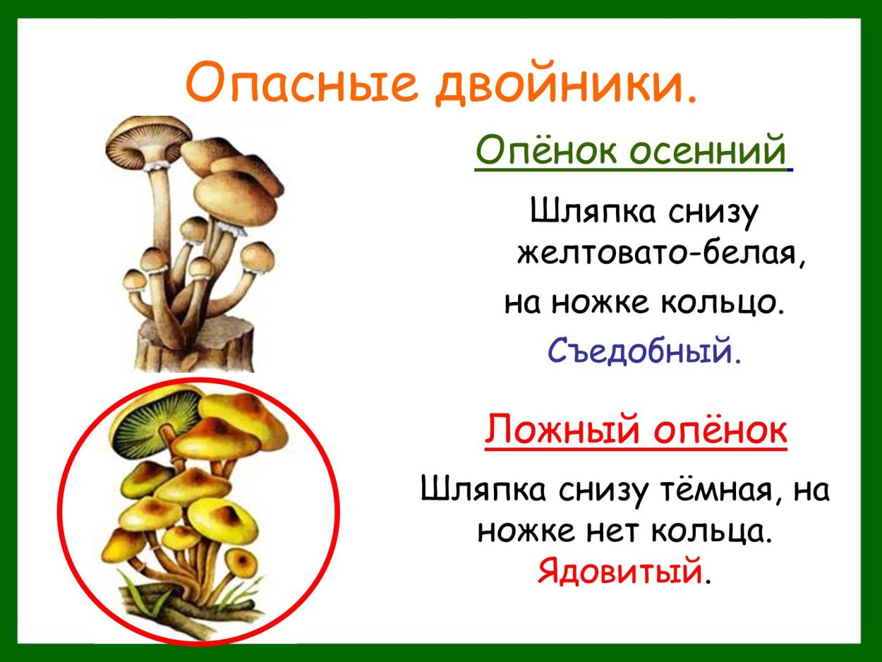 Грибы двойники опенок летний и опенок осенний