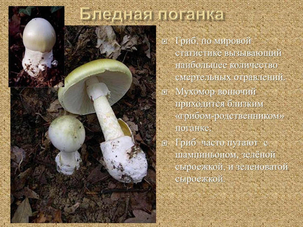 Бледная поганка зелёная сыроежка шампиньон