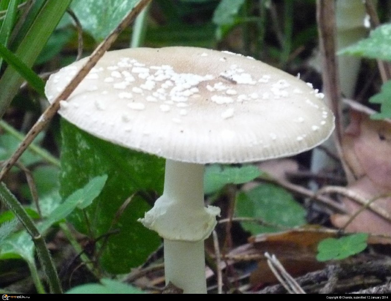 Мухомор пантерный похож на бледную поганку