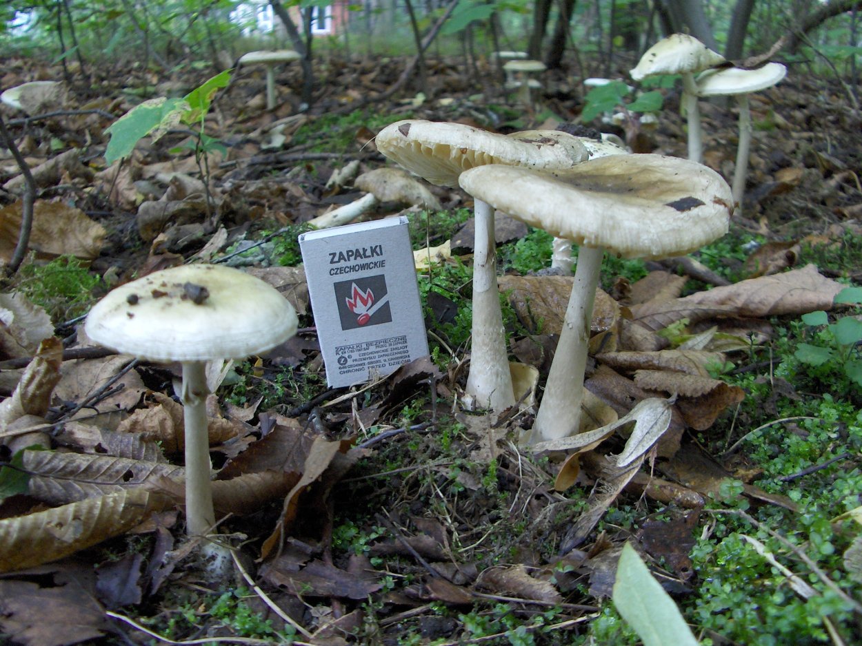 Бледные поганки в Сосновом