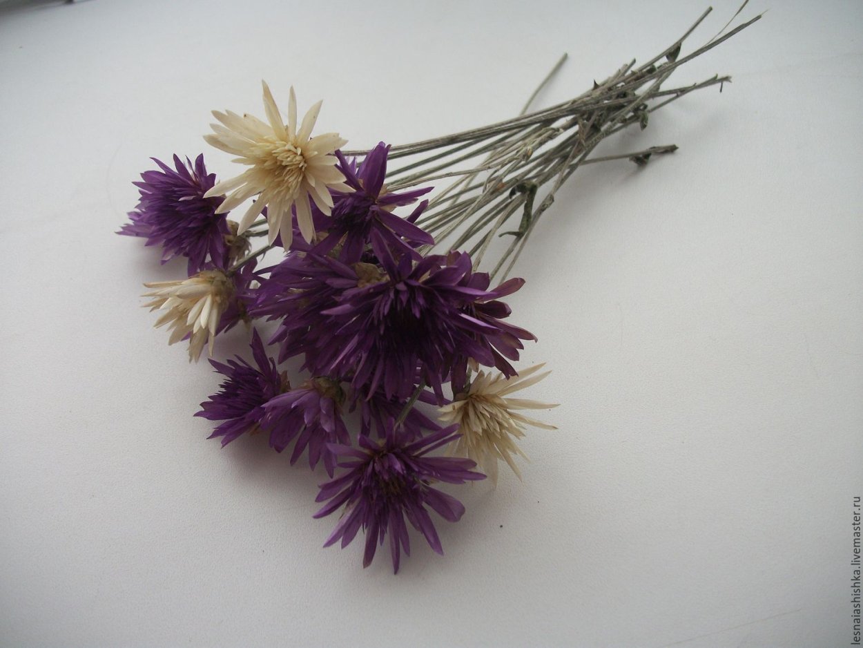 Гликсия сухоцвет цветок