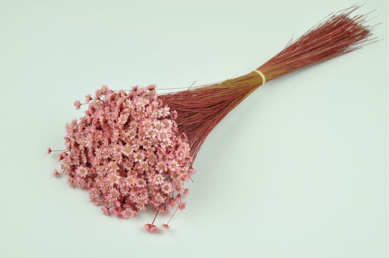 Амареллино сухоцвет