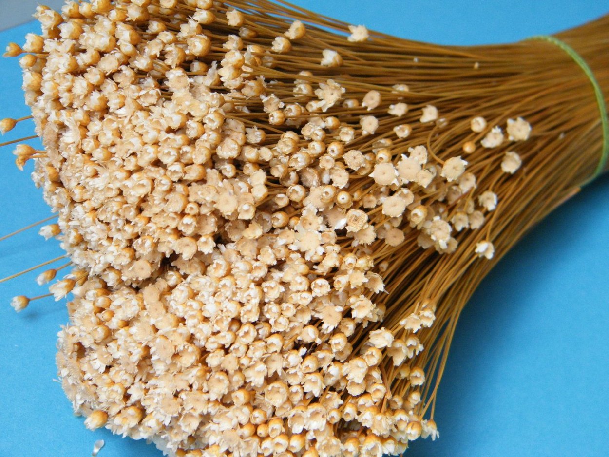 Иксодия сухоцвет