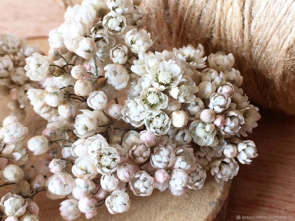 Озотамнус сухоцвет