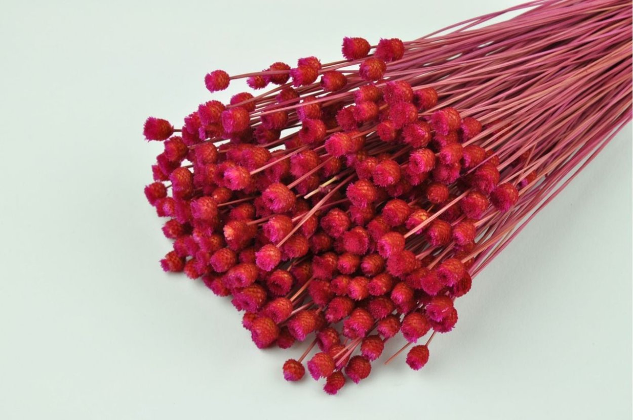 Гликсия сухоцвет