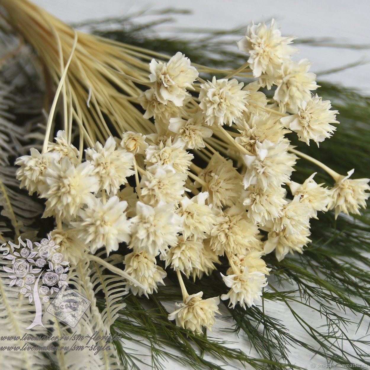 Иксодия сухоцвет