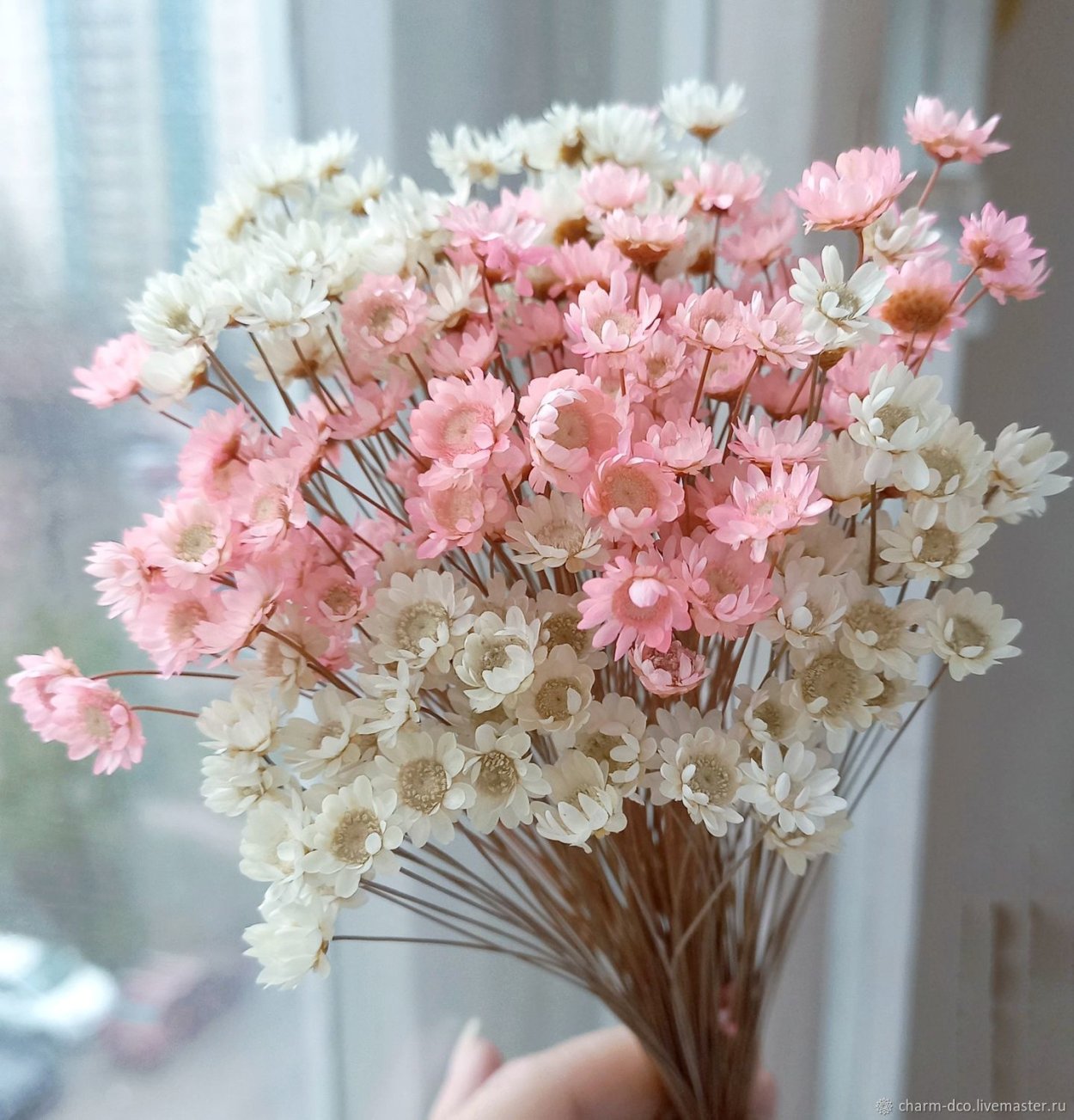 Гликсия сухоцвет