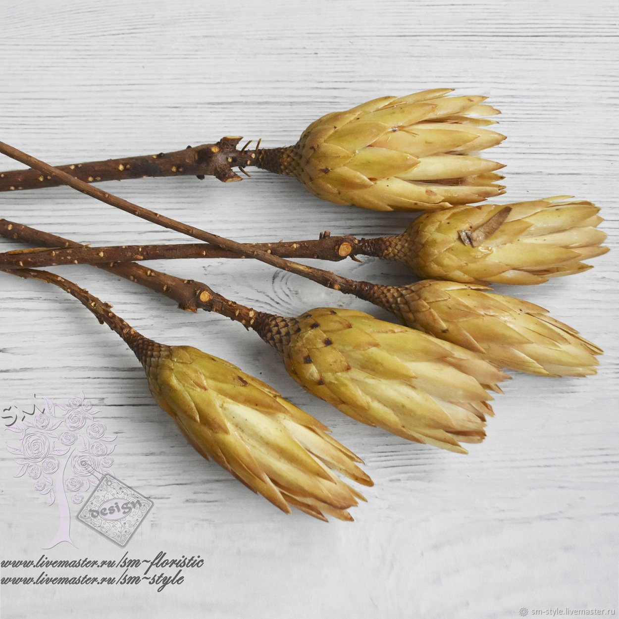 Протея сушеная