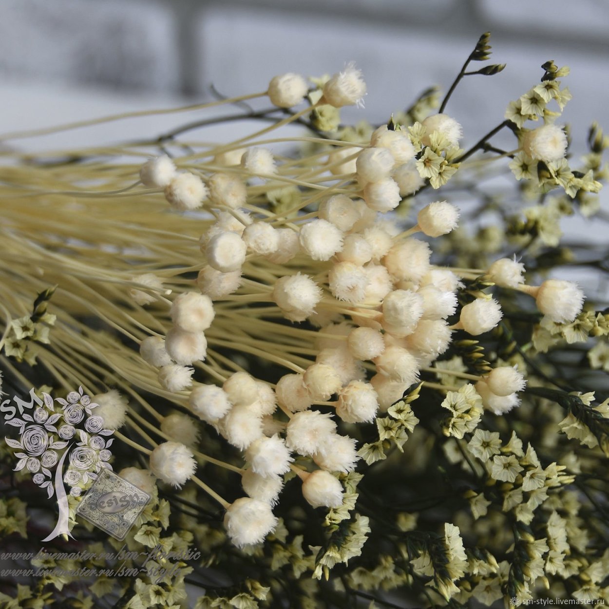 Сингонантус Джазилда, сухоцвет