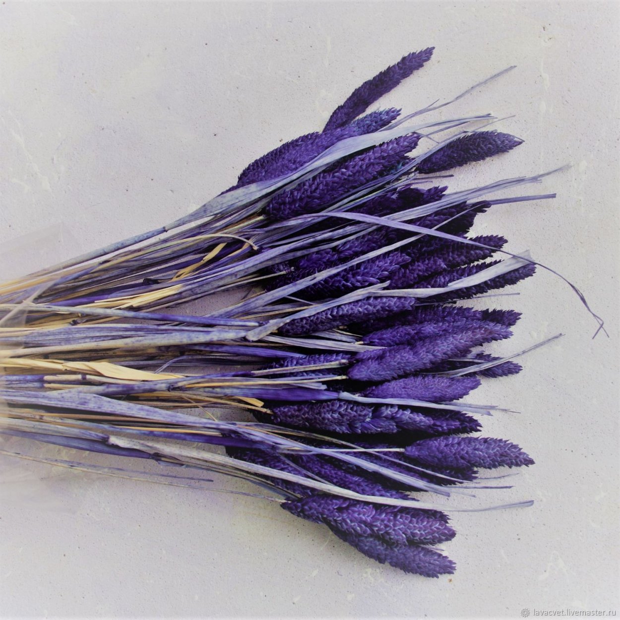 Фалярис сухоцвет