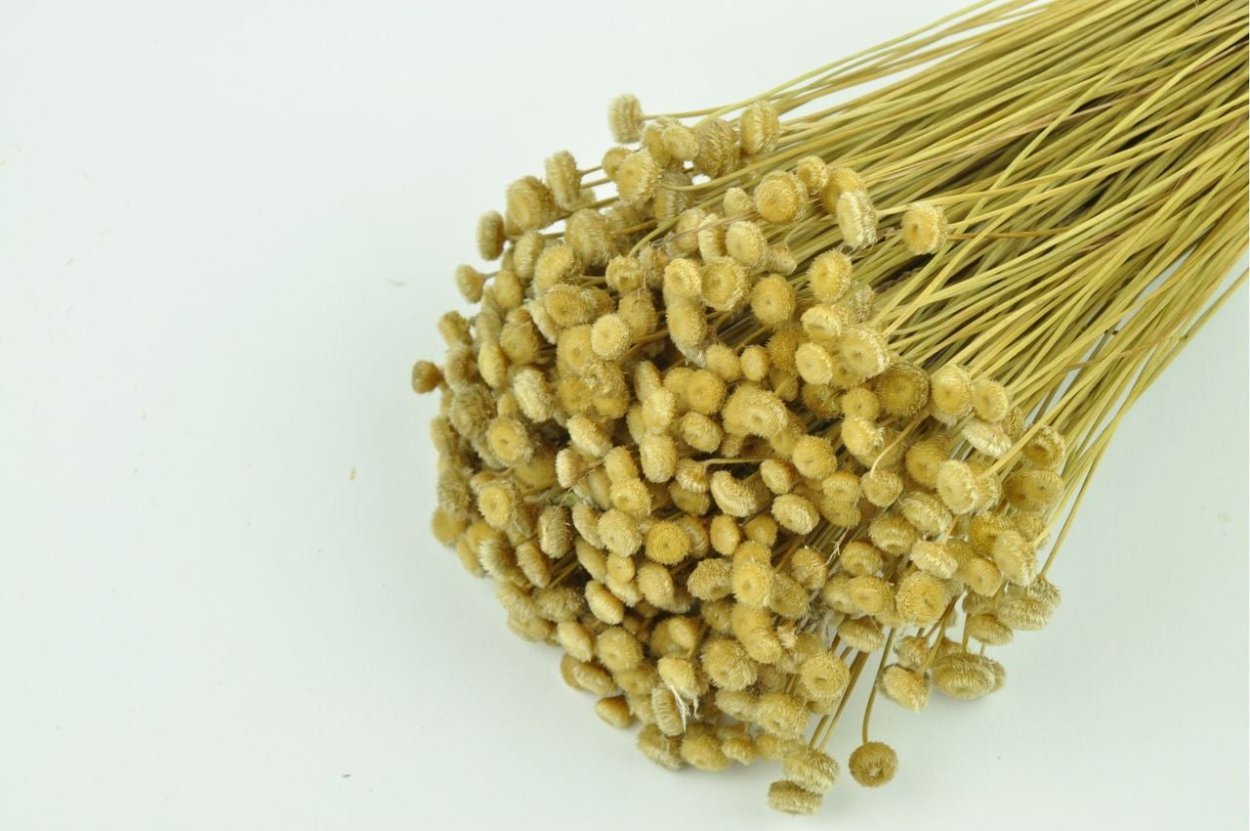 Амареллино сухоцвет