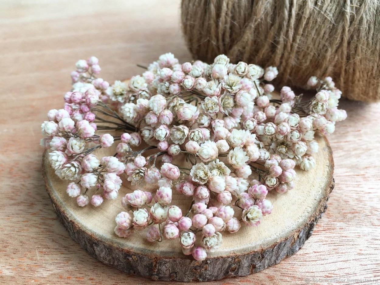 Озотамнус сухоцвет букет