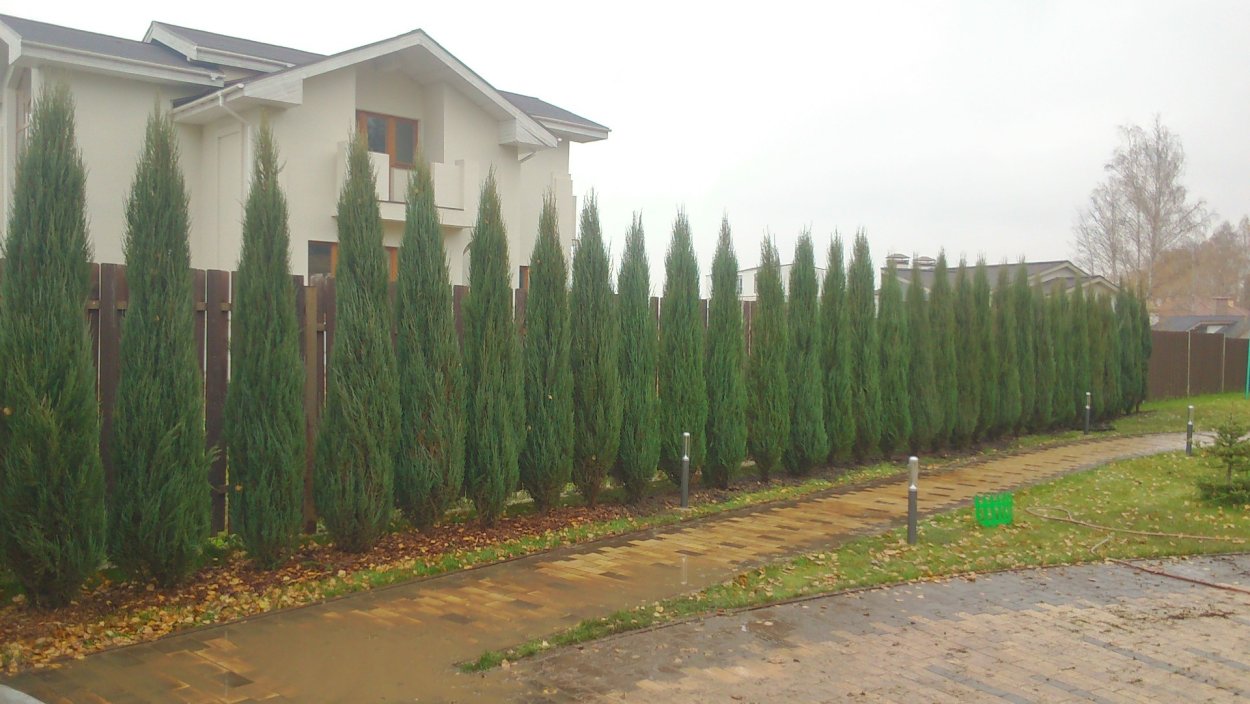 Блю Эрроу Живая изгородь