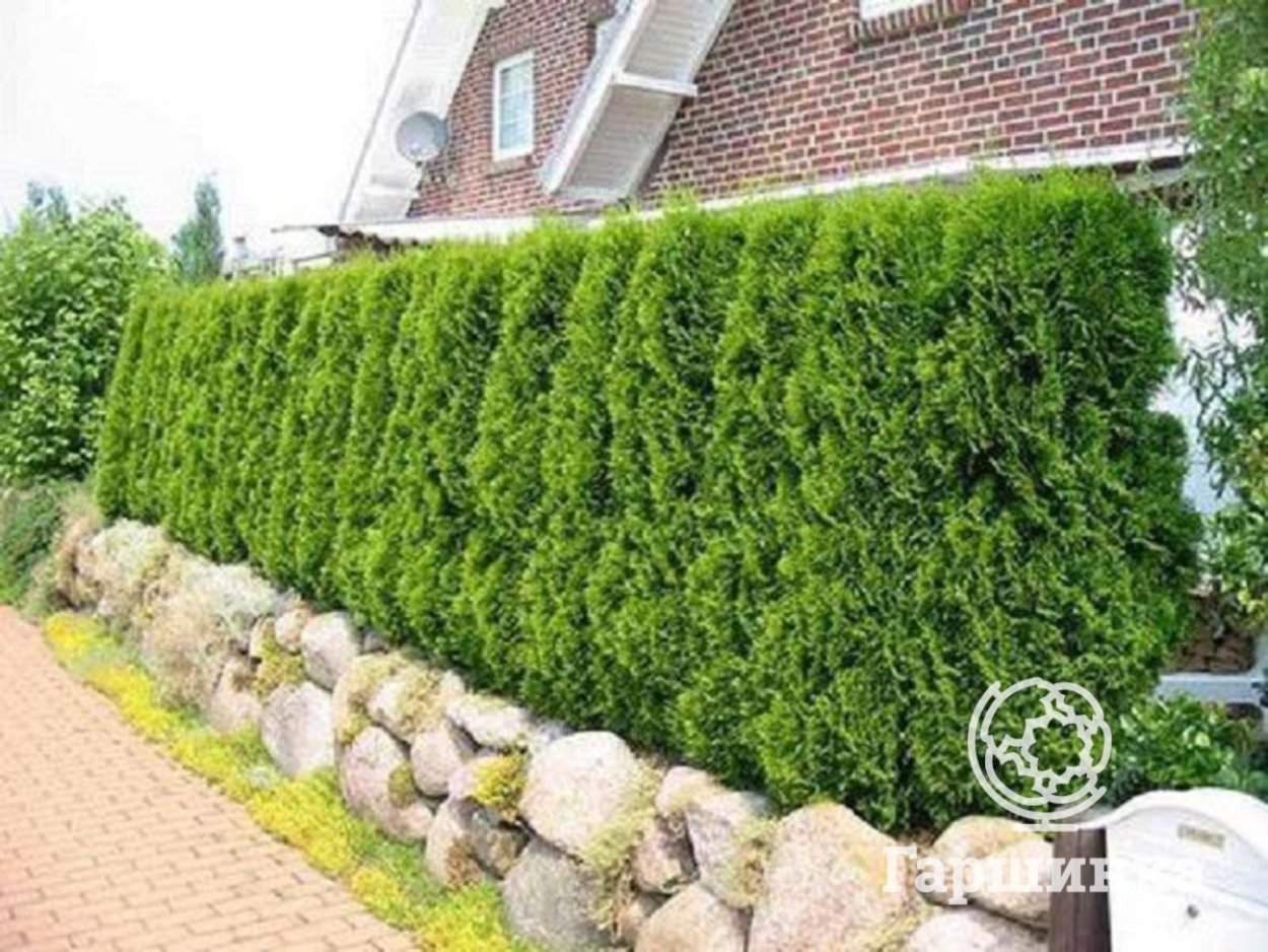Туя Колумна Живая изгородь