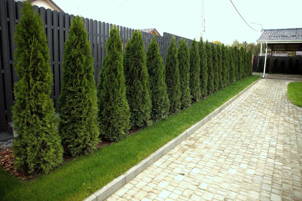 Туя Брабант изгородь