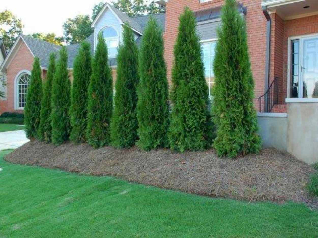 Туя Смарагд в ландшафтном