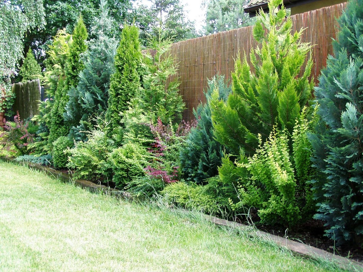 Живая изгородь из кустарников и хвойников