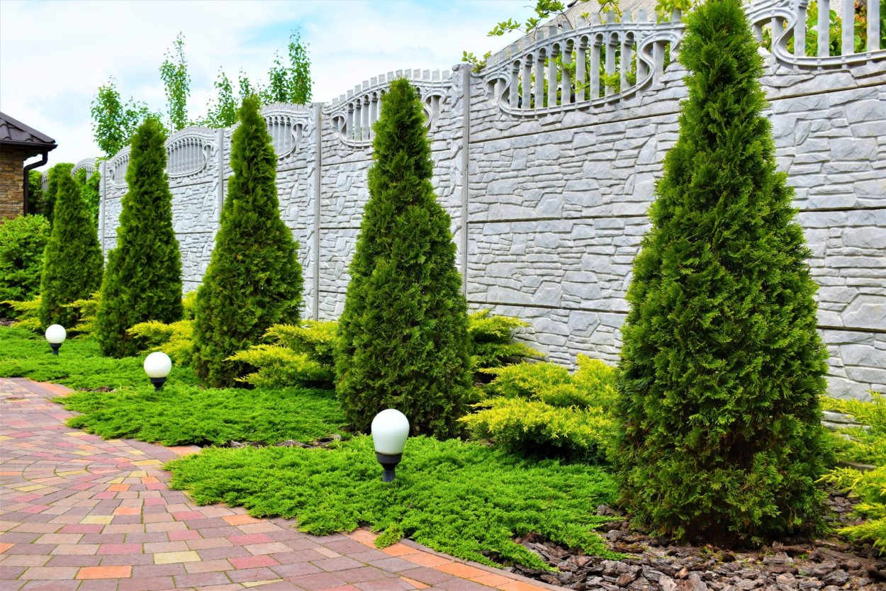 Хвойная клумба с туями Смарагд