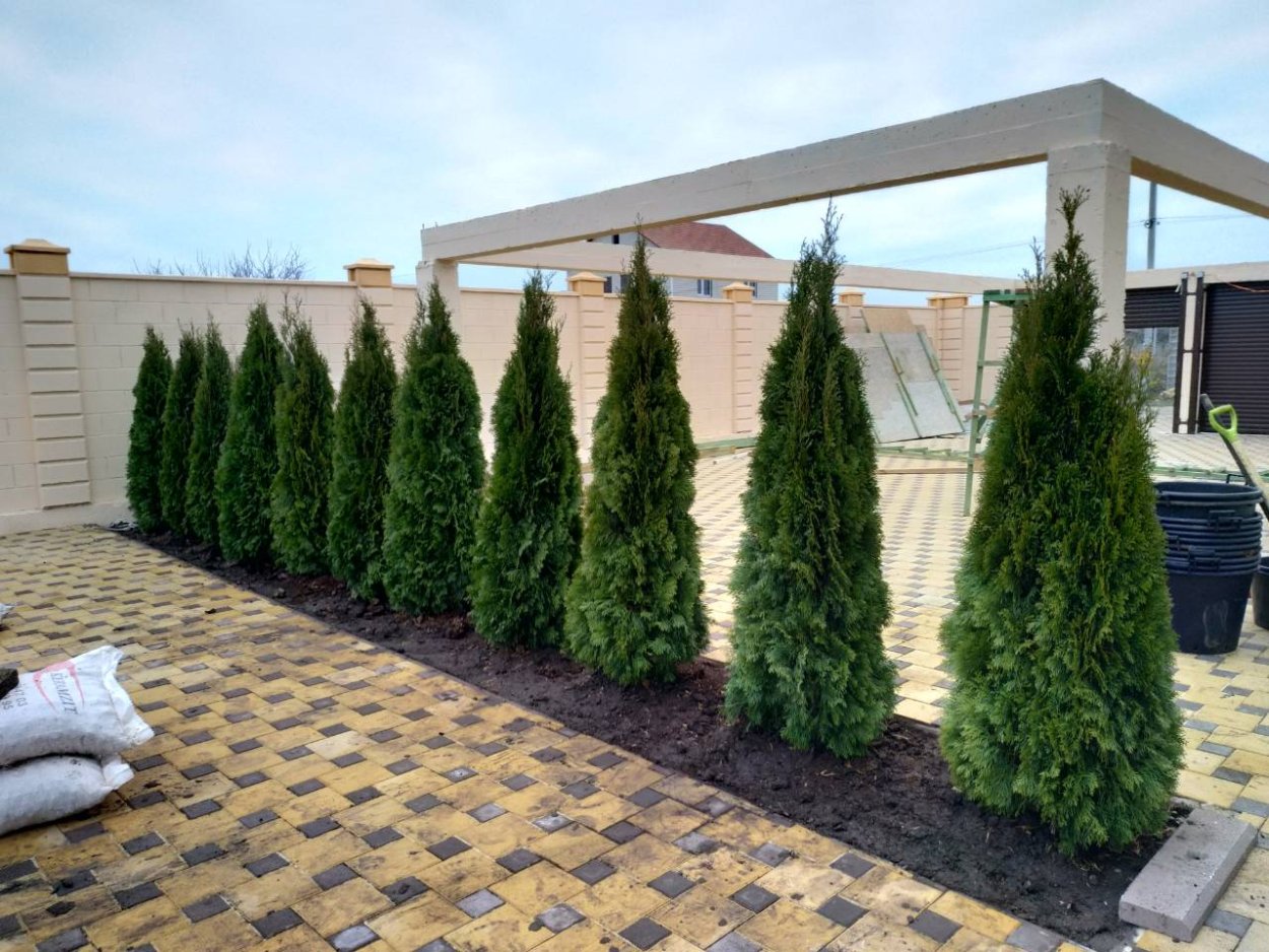 Туя Смарагд изгородь