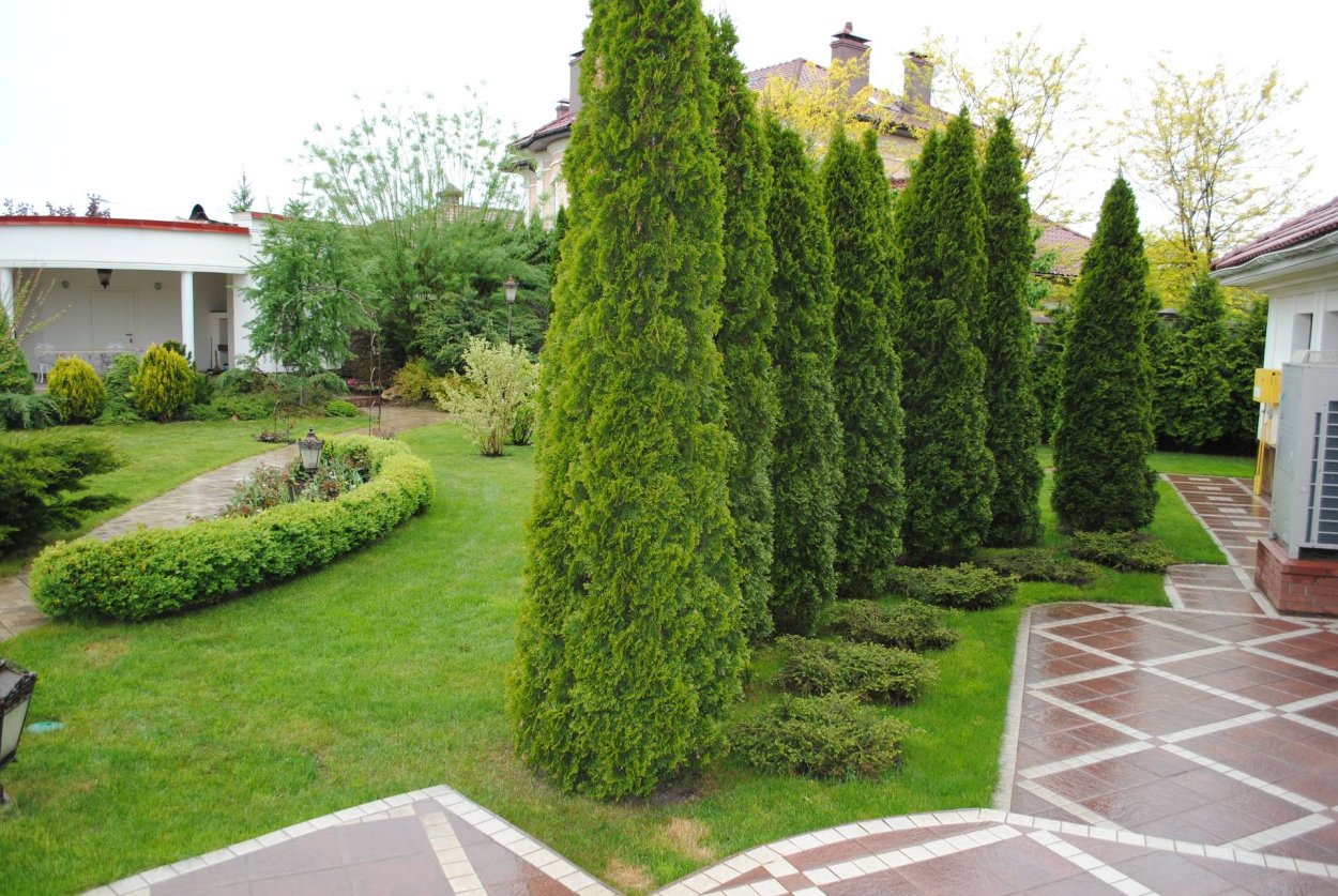 Туя Западная Brobecks Tower