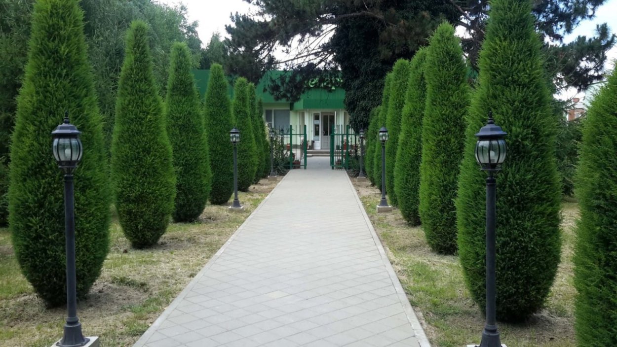 Туя Даника в аллее