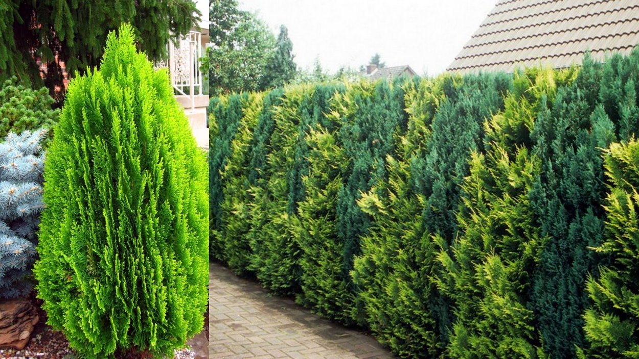 Туи Брабант и кустарники