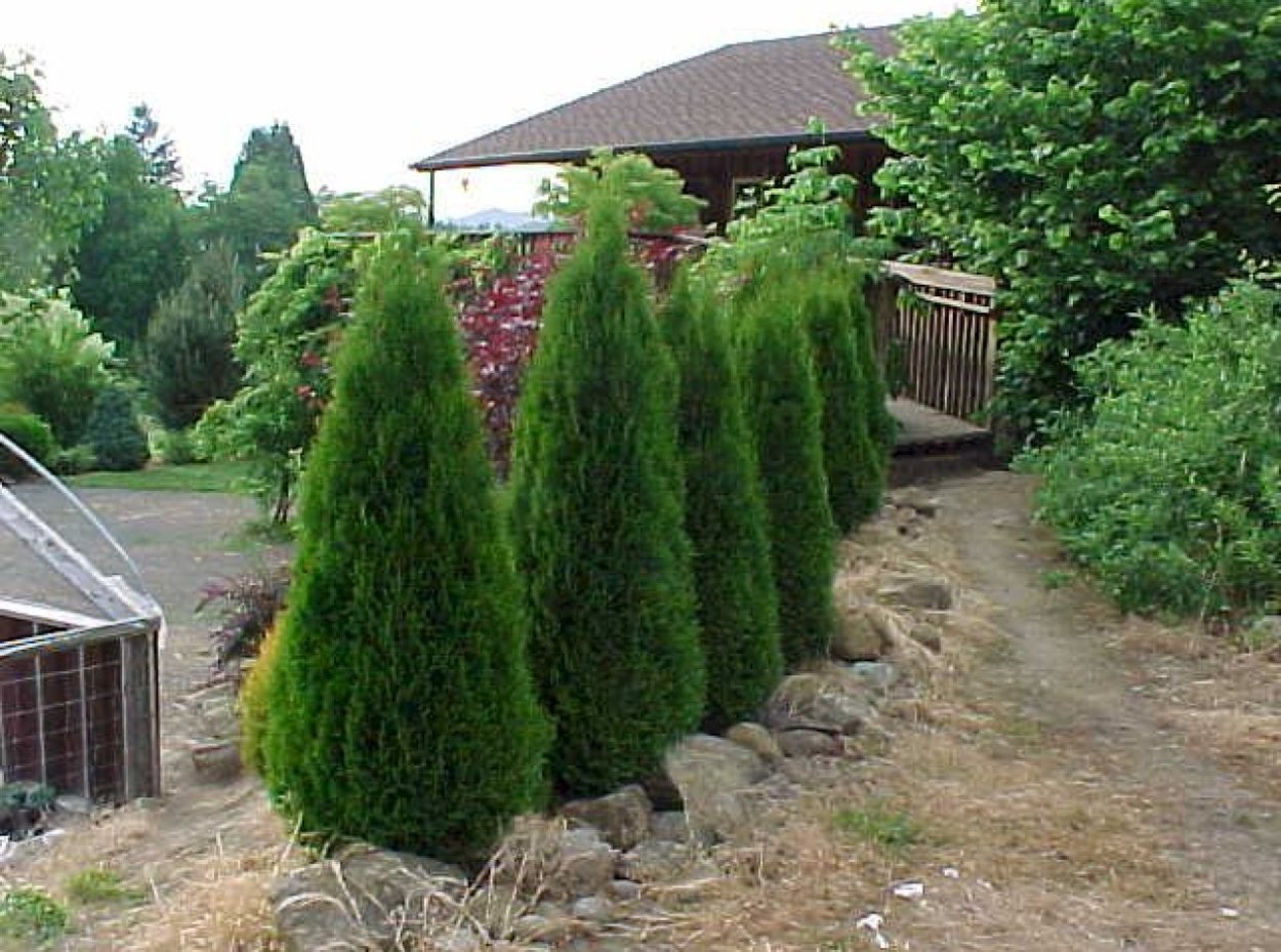 Туя Брабант на дачном участке