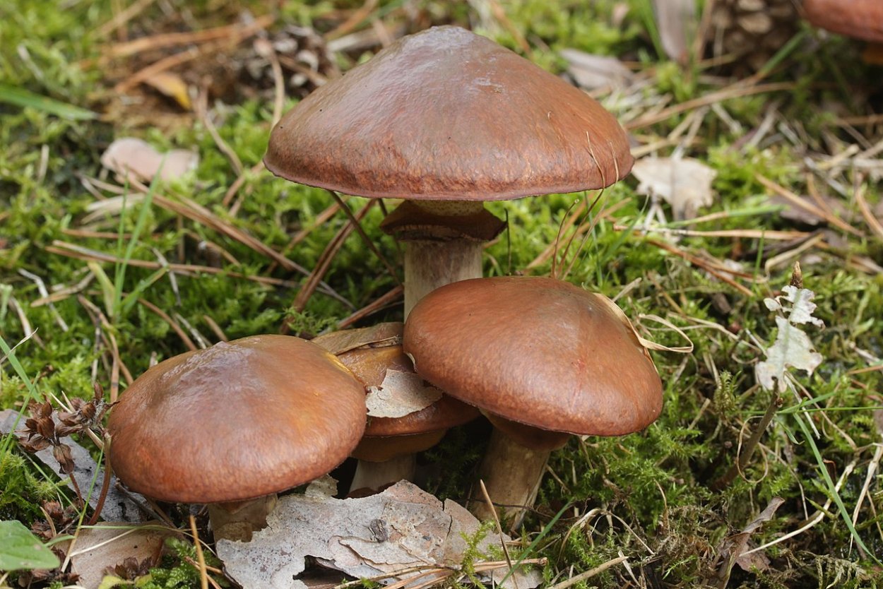 Маслёнок обыкновенный