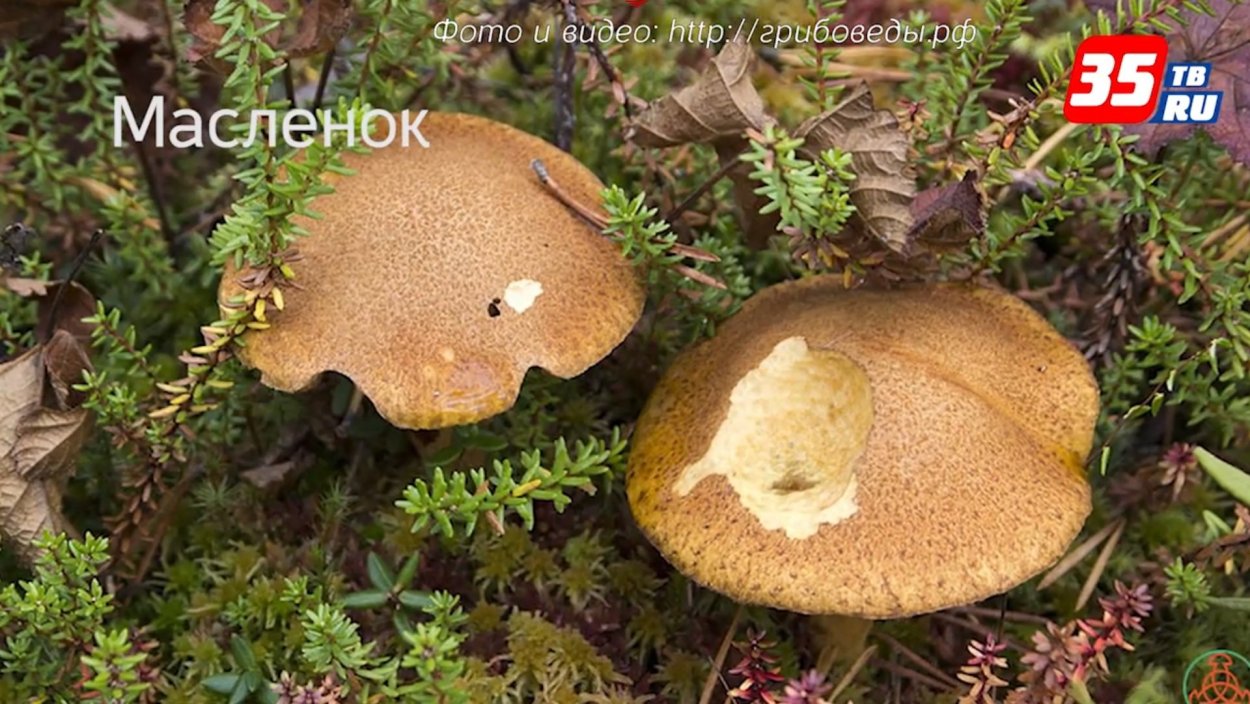 Моховик желто-бурый