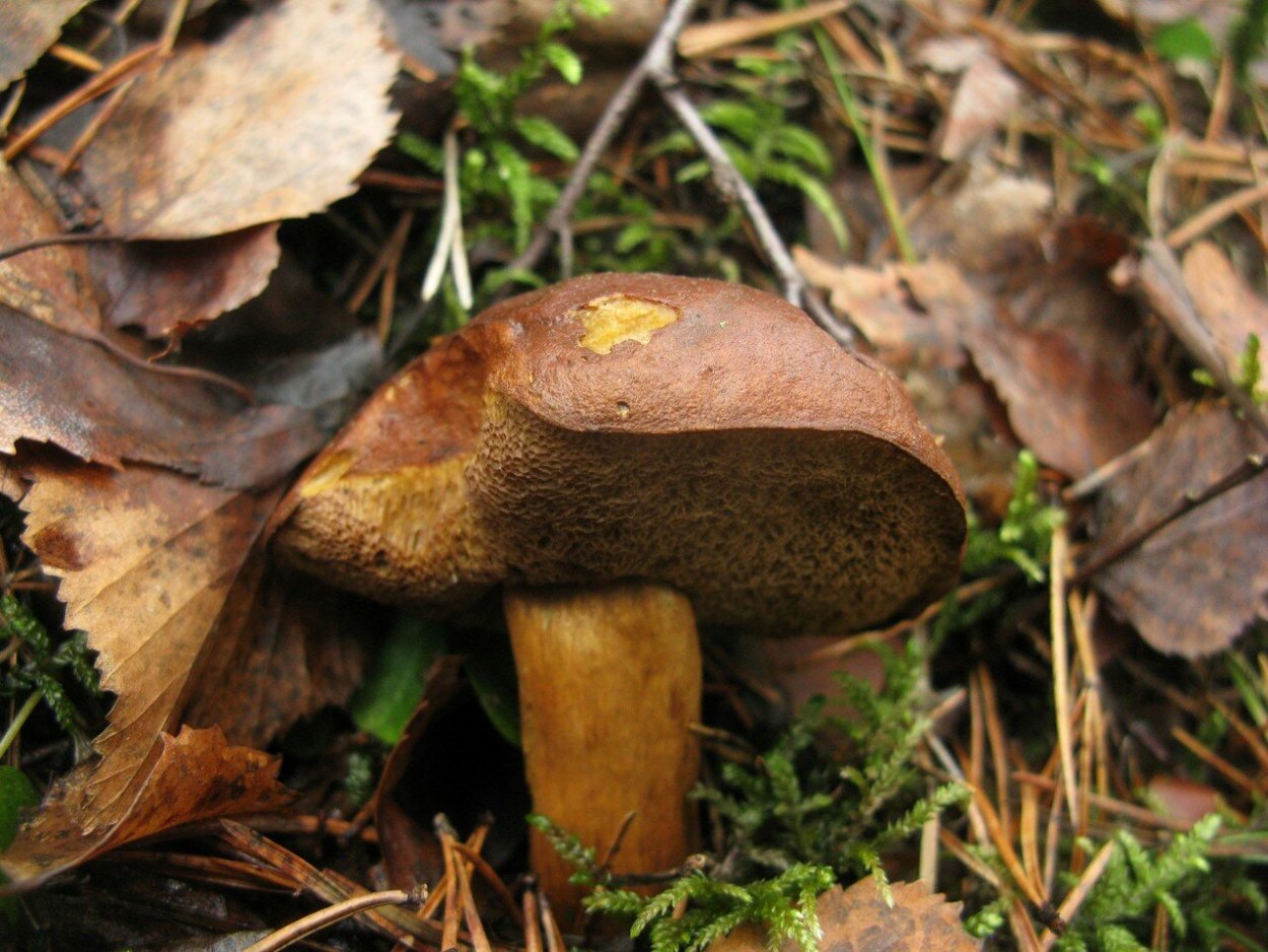 Моховик польский гриб
