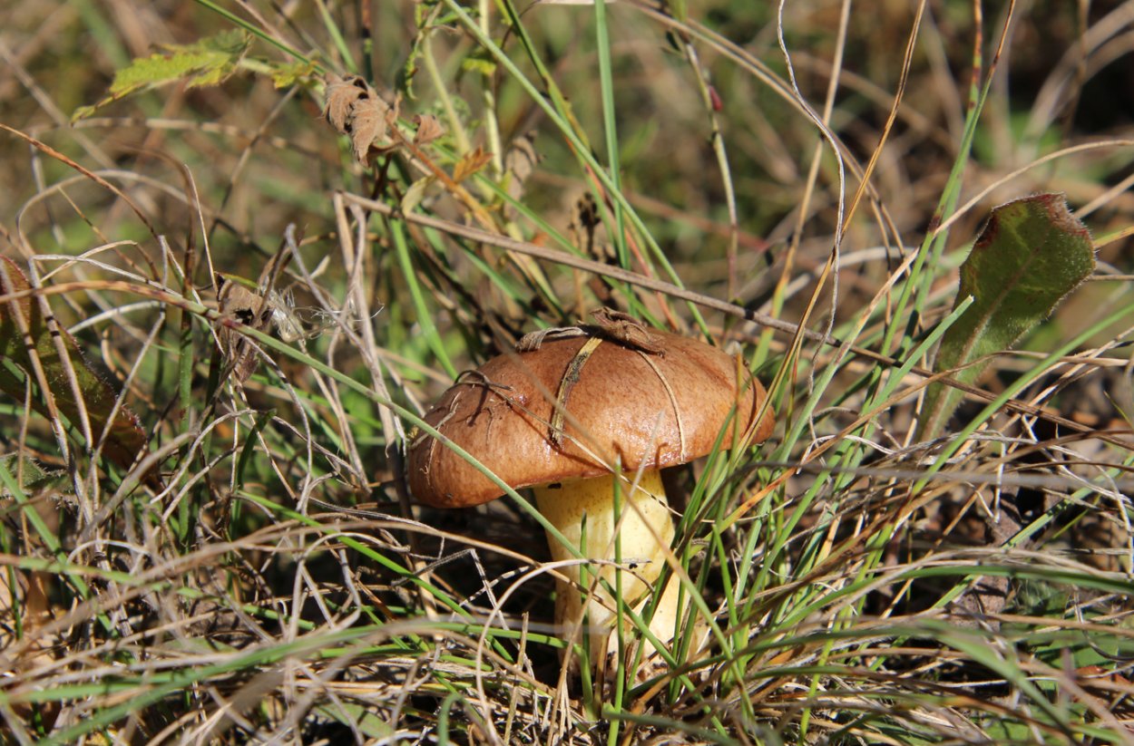 Гриб Боровой масленок