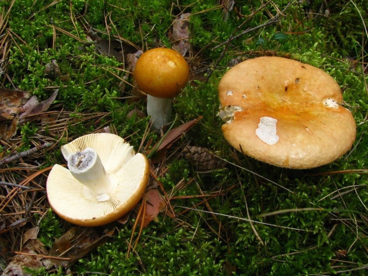 Сыроежка сереющая