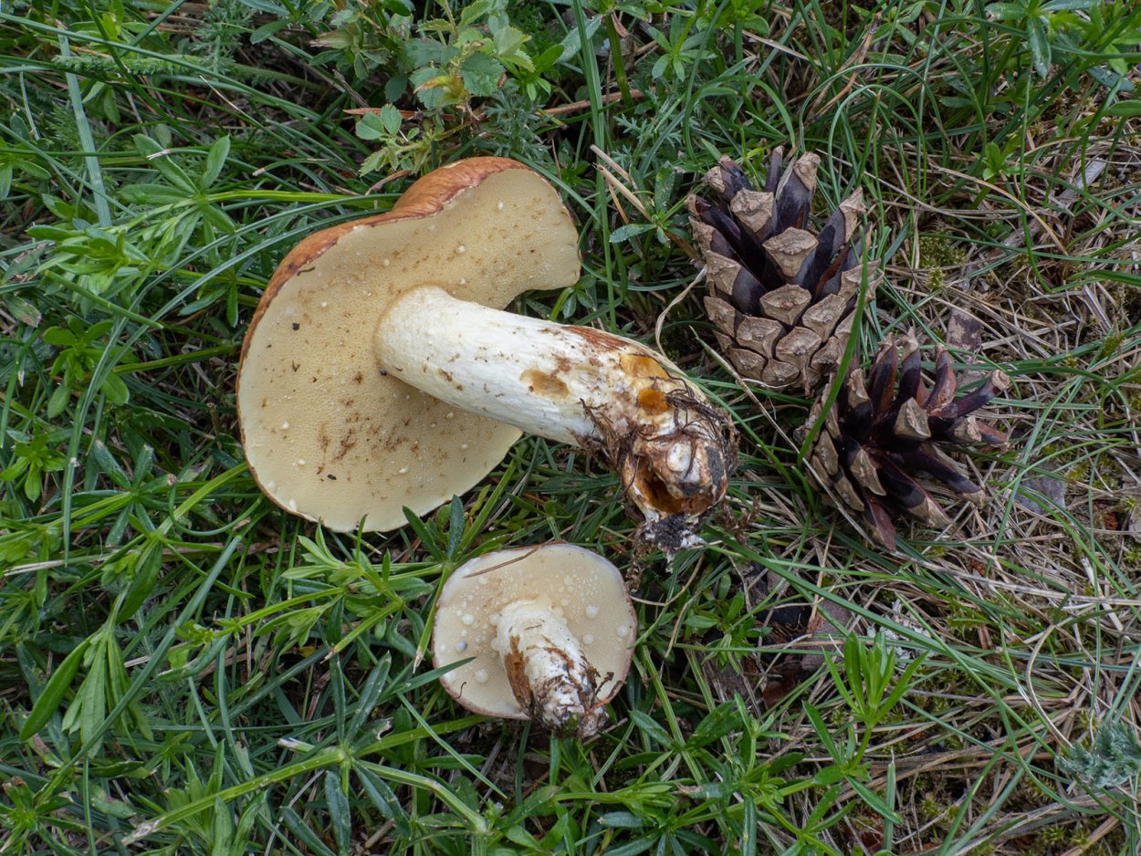 Маслёнок рубиновый (Suillus rubinus)