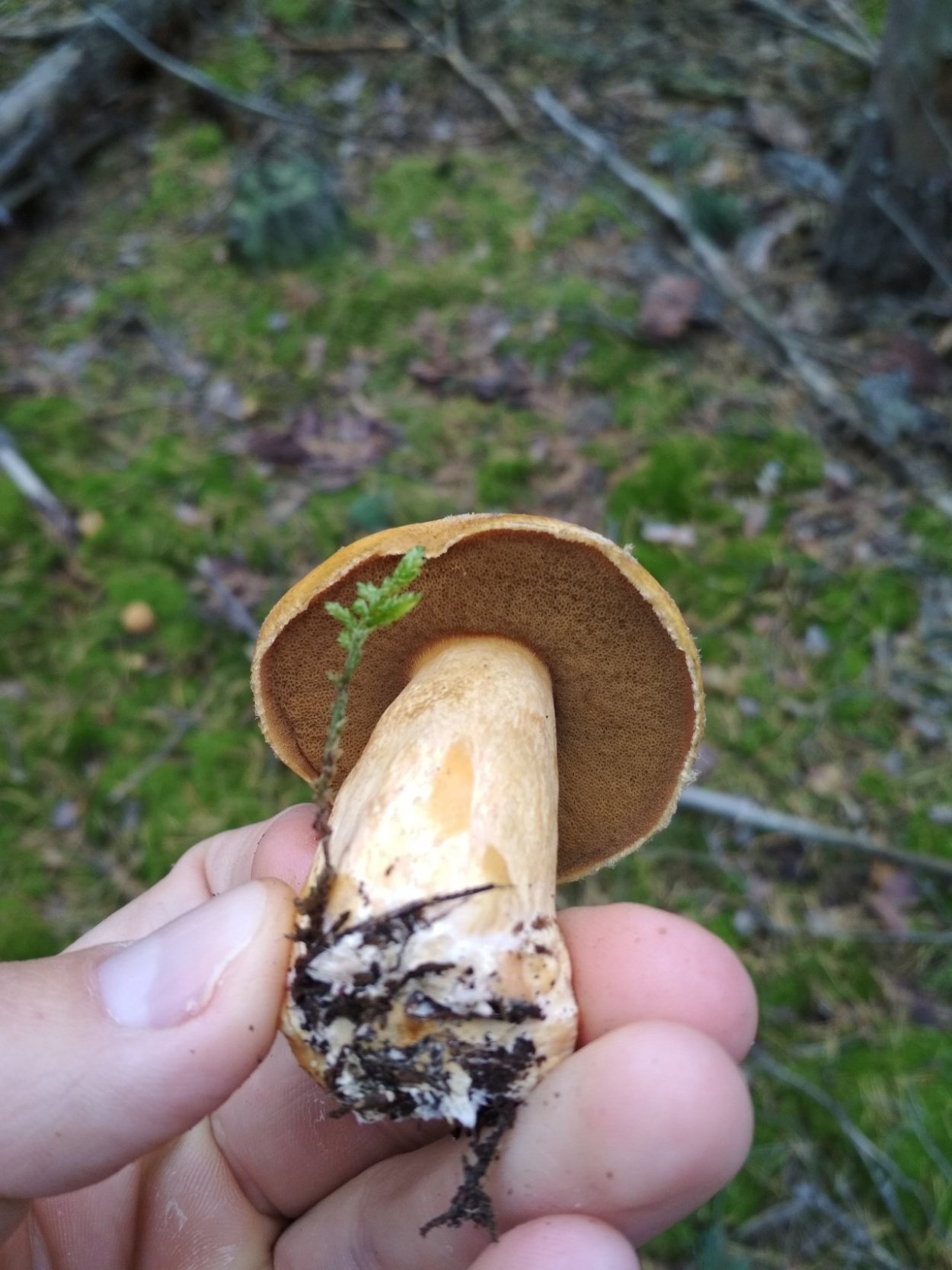 Маслёнок гриб желто бурый