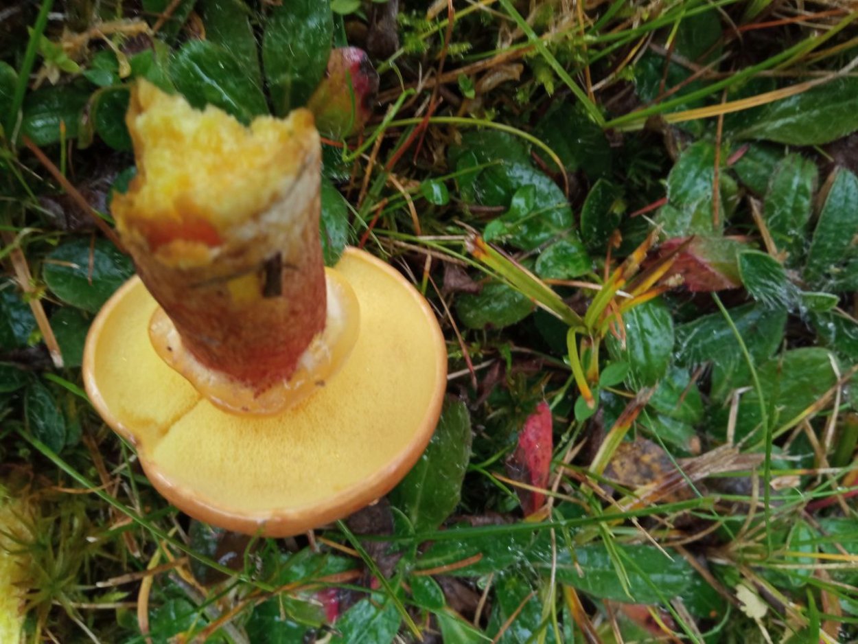 Масленок лиственничный