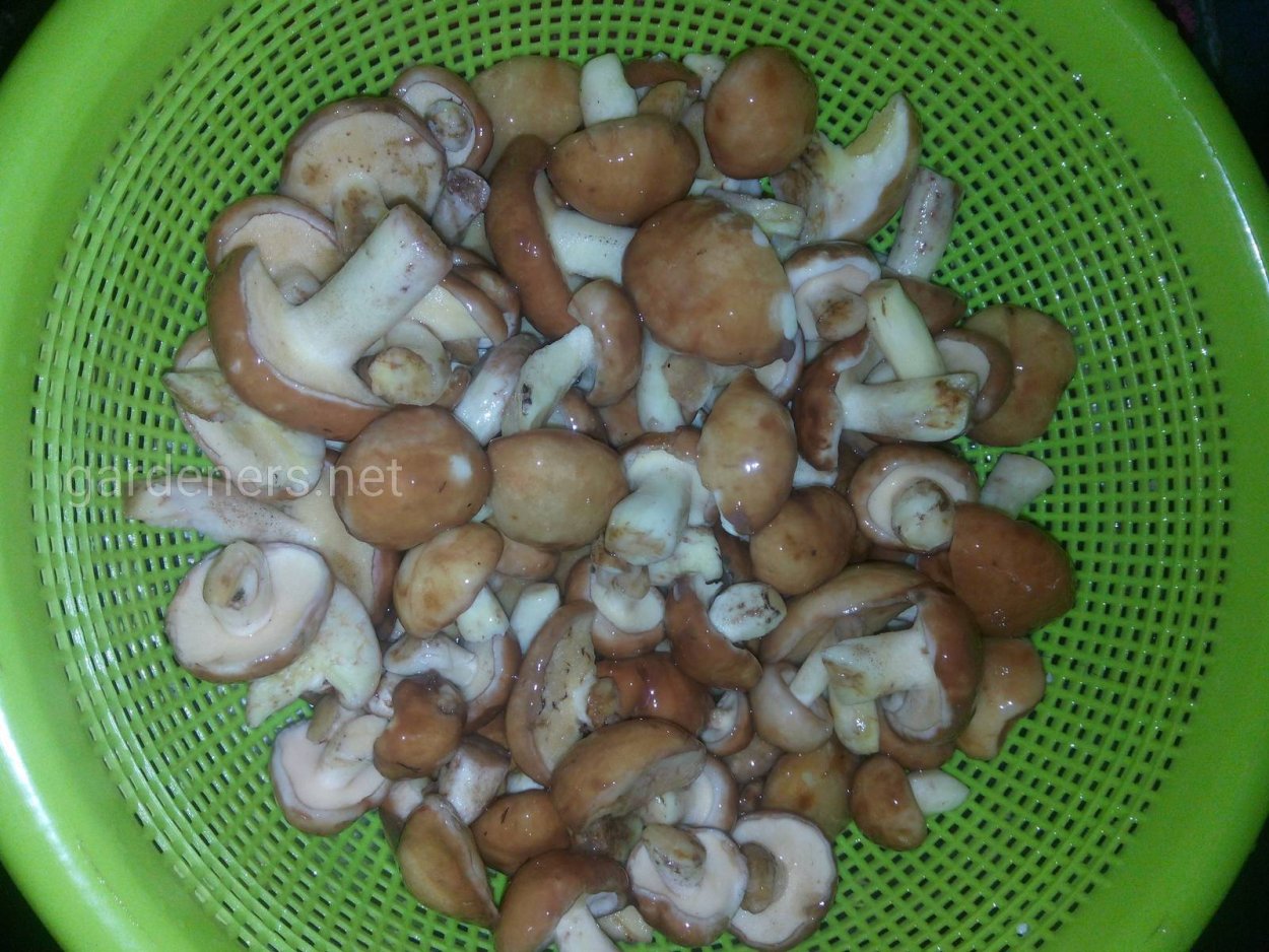 Королевский масленок