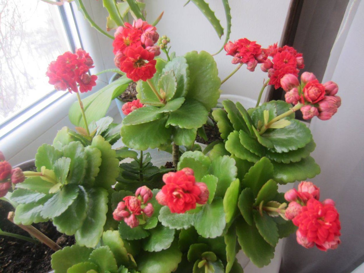 Каланхоэ цветет красными