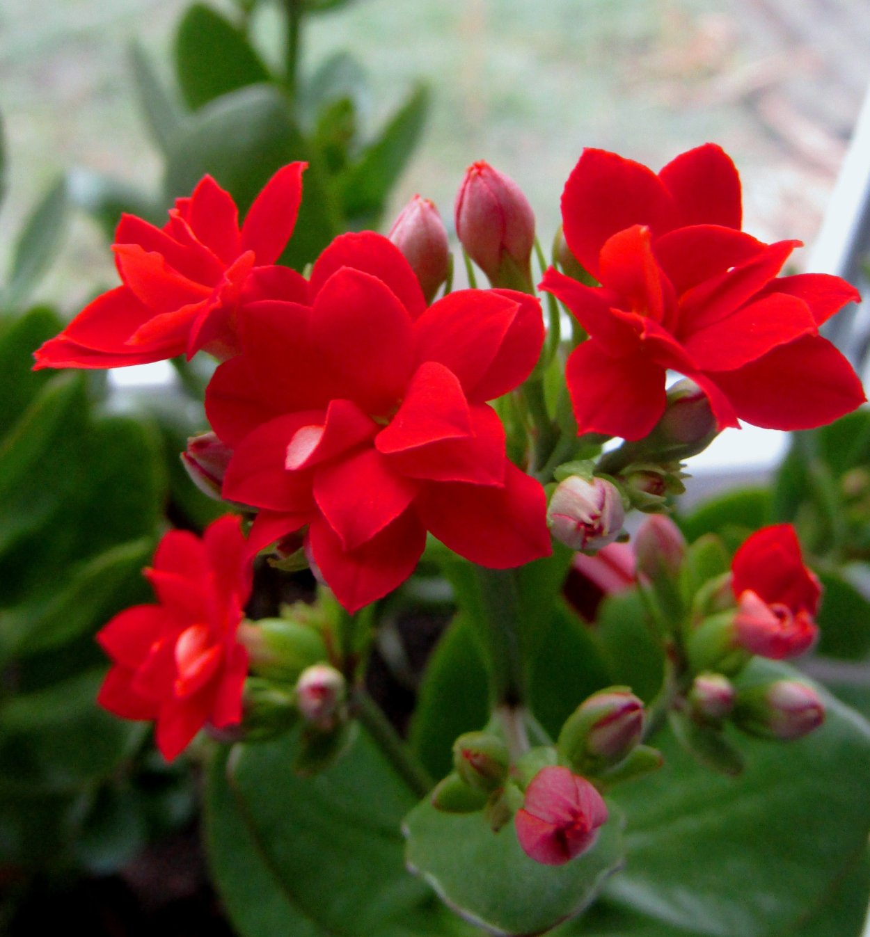 Каланхоэ Блоссфельда