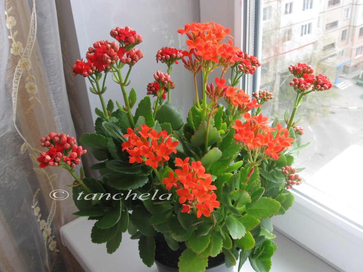 Каланхоэ тюльпановидная