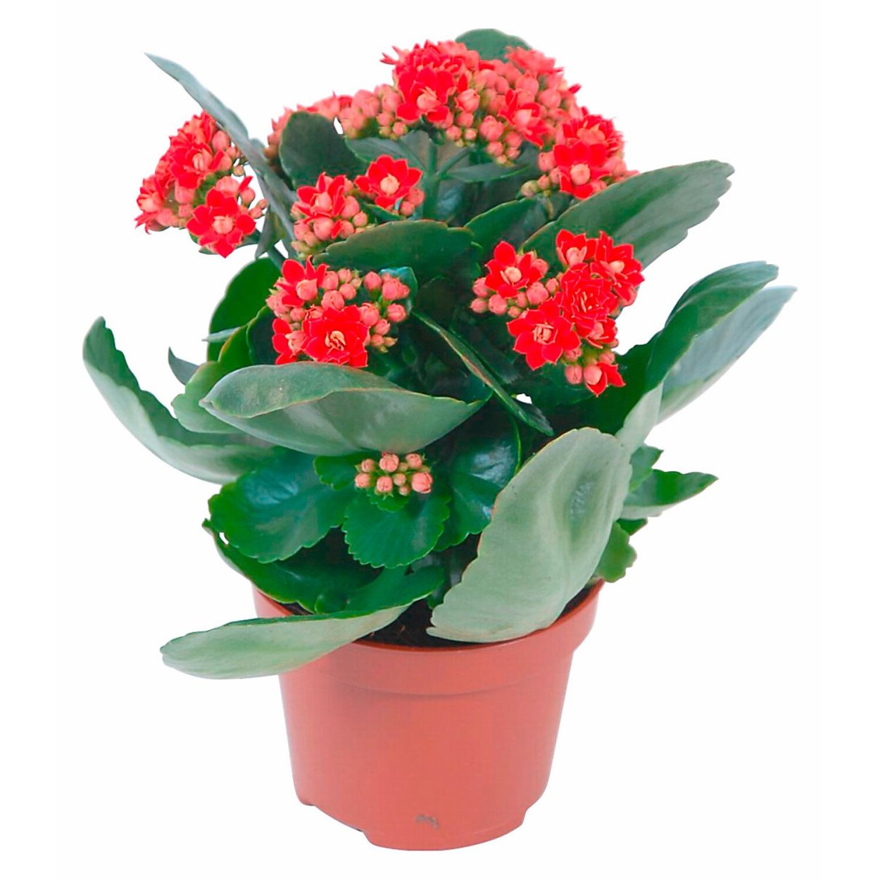 Каланхоэ каландива