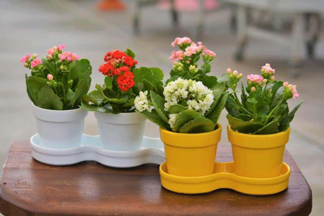 Блоссфельда каландива