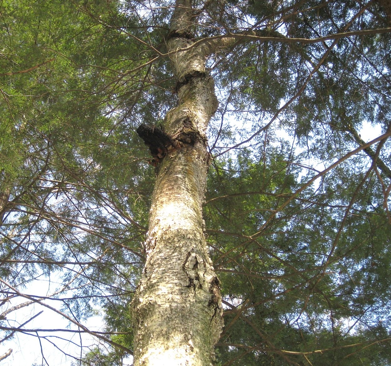 Чага лиственницы